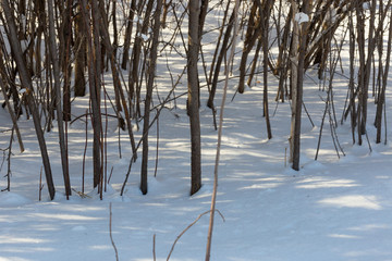 Winter landscape with snow