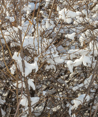 Winter landscape with snow