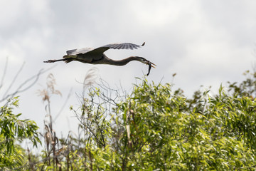 A wild great blue heron in Everglades National Park (Florida).