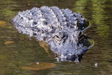 Naklejka premium A wild alligator swimming in the waters of Everglades National Park (Florida).