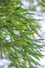 Fototapeta premium Bamboo leaves background