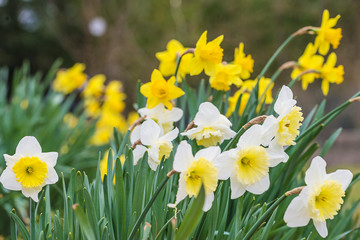White and yellow daffodils, selective soft focus