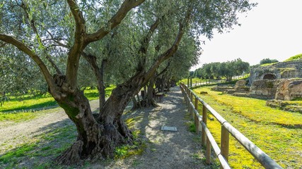 The garden of olives 