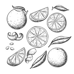 Orange fruit vector drawing set. Summer food engraved  illustration.