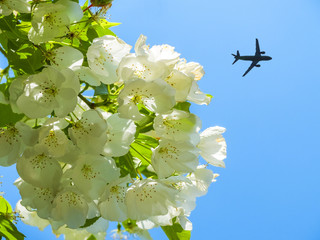 The concept of hollyday in the spring. The plane takes off in the blue sky on the background of white Apple flowers.