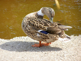 Duck cleans feathers