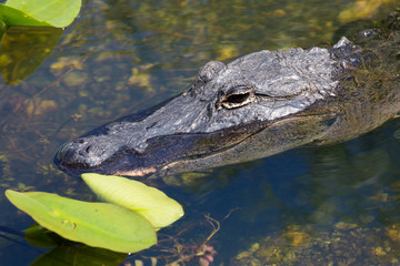 A wild alligator swimming in the waters of Everglades National Park (Florida).