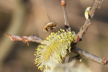 Insect