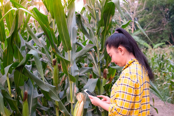  Young farmer take photo some growth corn in mobile phone, hydroponic eco organic modern smart farm 4.0 technology concept