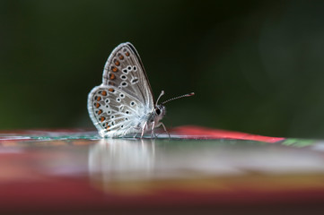 Colorful moth is sitting on books. Macro shot