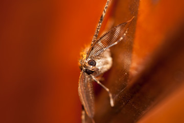 Gypsy Moth (Lymantria dispar) night moth sitting on the wall in the night