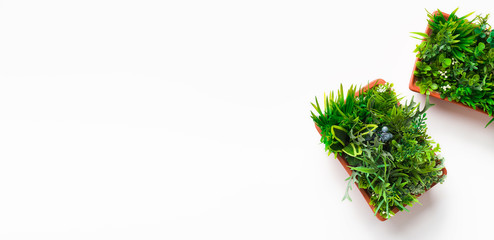 Evergreen plants in pots on white background