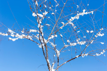 snow on a tree branch against the sky
