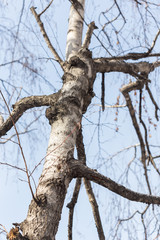 Trunks and branches of birches with white birch bark in a birch grove against the blue sky