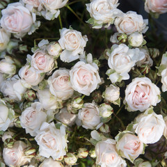 Obraz na płótnie Canvas Small white spray roses in a bouquet