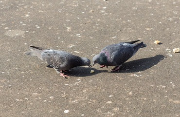 Many pigeons are eating food