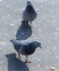 Many pigeons are eating food