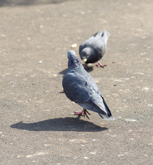 Many pigeons are eating food