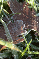 Frosty autumn oak leaf
