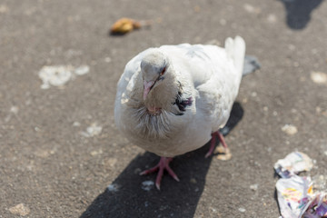 pigeons eat food