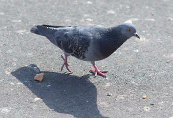 pigeons eat food