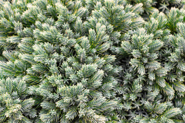 Natural coniferous texture in green and silver with yellow tones. Close-up of juniper needles. Original forest background