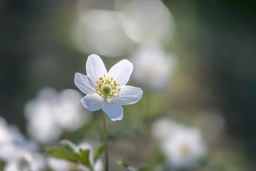fleur blanche  sauvage de printemps