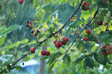 Cherry in the garden in the rain. Summer rain and drops on cherry berries