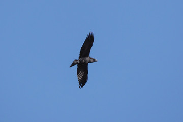 Fototapeta premium Raven (Corvus corax) in flight