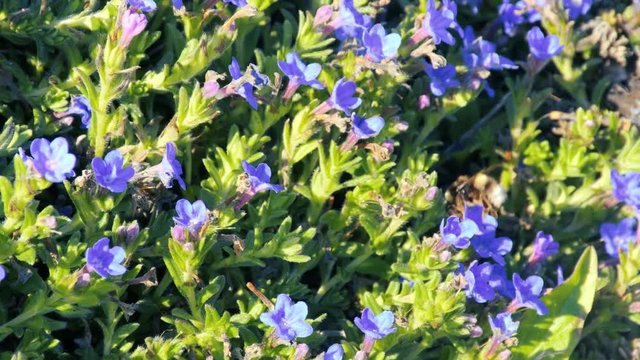 Aveja polonizando flores del mar