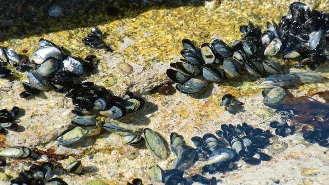 Mejillones rodeados de lapas y caracoles.