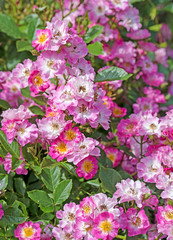 Bl&uuml;hende Buschrosen