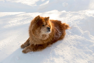 Large beautiful red chow chow looking back while lying down relaxing in pristine fresh snow in the early morning