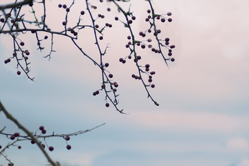 Leaves against pink and blue sky