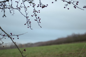 Overhanging trees in countryside