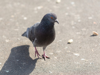 Many pigeons are eating food
