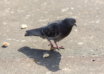 Many pigeons are eating food