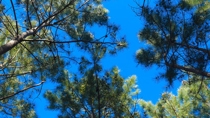 Altos pinos soltando polen