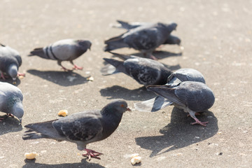 Many pigeons are eating food