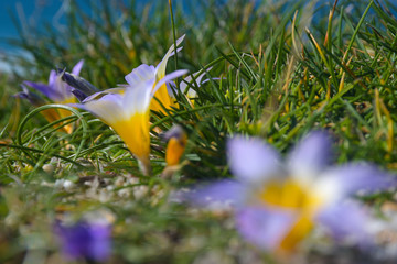 Flores moradas tomando el sol