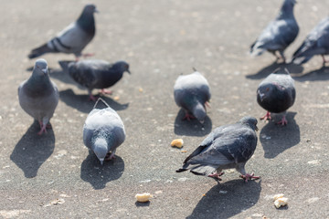 Fototapeta premium Many pigeons are eating food
