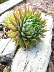 Fototapeta premium succulent