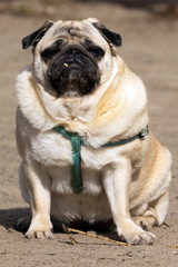 Small cute beige dog pug walks on a walk on the light sand and looks at the photographer. Sunny day. Close-up.