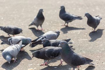 Many pigeons are eating food