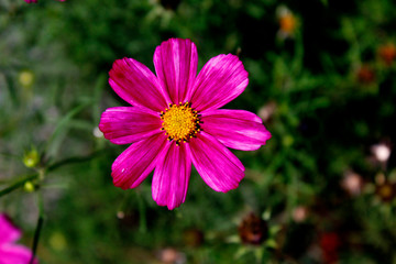 pink flower