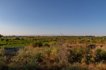 Uzbekistan Steppe on a sunny day without clouds, with shrub.