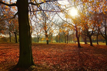 Naklejka premium autumn in the park