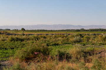 Steppe in Uzbekistan on a Sunny day with mountains on the horizon
