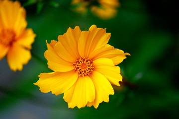yellow flower
