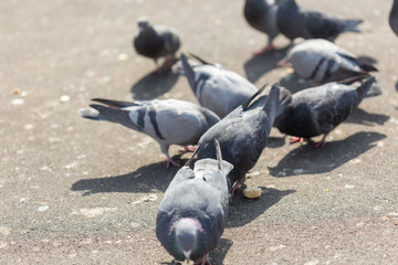 Many pigeons are eating food